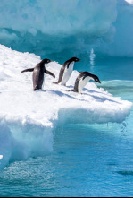 Imagen de El reino de los pingüinos - 4