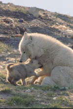 Imagen de Lobos blancos: Fantasmas del Ártico - 4