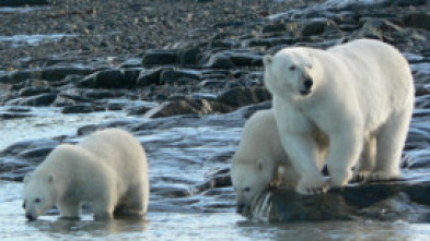 Imagen de Los osos polares - 5