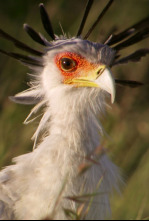 Imagen de El reino secreto de Borneo: raros y salvajes - 6