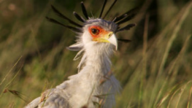 Imagen de El reino secreto de Borneo: raros y salvajes - 7