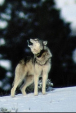 Imagen de El valle de los lobos - 4