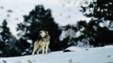 Imagen de El valle de los lobos - 5