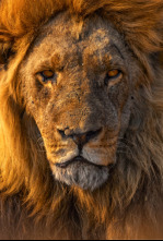 Imagen de Las caras salvajes: Creciendo - 4