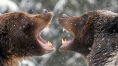 Imagen de Rumanía, el embrujo de la caza salvaje - 5