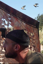 Imagen de Palomas sedentarias en Antequera - 4