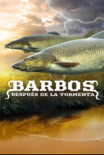 Imagen de Barbos después de la tormenta - 4