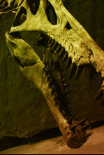 Imagen de Más grande que el T. Rex - 13