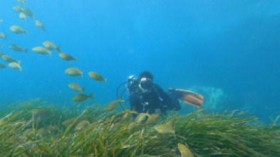 Imagen de El olvido del mar - 5