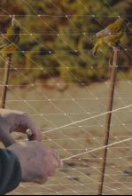 Imagen de Fringílidos en andalucía - 4