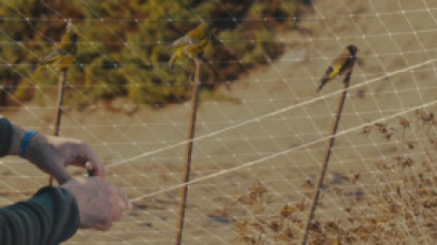 Imagen de Fringílidos en andalucía - 5