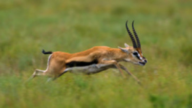 Imagen de Planeta felino - 10