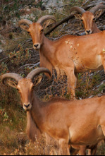 Imagen de El rey de la alta montaña alicantina - 4