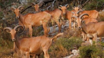 Imagen de El rey de la alta montaña alicantina - 5