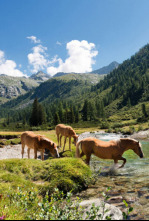 Imagen de Las historias del bosque mediterráneo  - 4