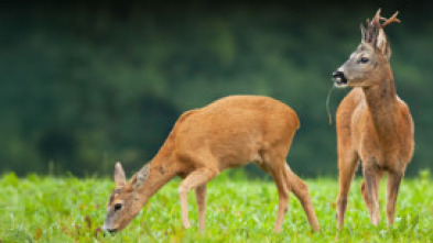 Imagen de Despieta el campo, la fiebre del corzo - 5