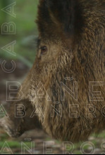 Imagen de Cabañeros - 4