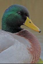 Imagen de Italia. El último territorio salvaje  - 4