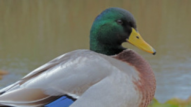 Imagen de Italia. El último territorio salvaje  - 5