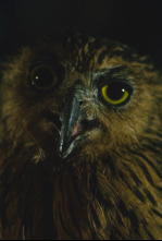 Imagen de Especial muerte al anochecer  - 6