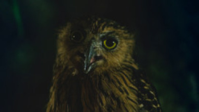 Imagen de Especial muerte al...: El regreso de los muertos vivientes - 7