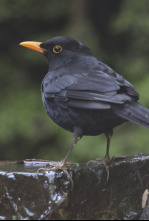 Imagen de Garajonay, el bosque primigenio de Europa - 4