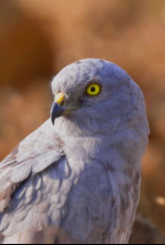 Imagen de El escarabajo verde - 4