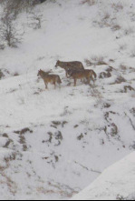 Imagen de italia salvaje... (T1): El regreso de la manada de lobos - 4