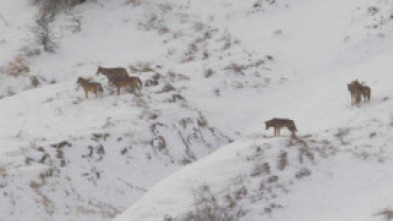 Imagen de italia salvaje... (T1): El regreso de la manada de lobos - 5