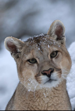 Imagen de Dinastías: Pumas - 4