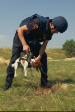 Imagen de Nosotros, nuestras mascotas y la guerra - 13