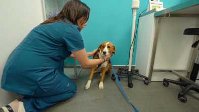 Imagen de El escarabajo verde: Víctimas del ruido - 3