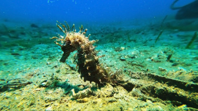 Imagen de El escarabajo verde: Las fotos, para después - 3