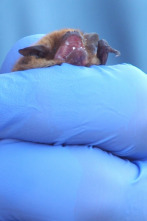 Imagen de El escarabajo verde: Víctimas del ruido - 2