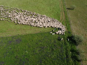 Imagen de El escarabajo verde  - 1