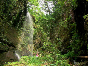 Imagen de El escarabajo verde: Sombra aquí, sombra allá - 1