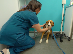 Imagen de El escarabajo verde: Víctimas del ruido - 1