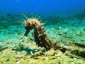 Imagen de El escarabajo verde: Las fotos, para después - 1
