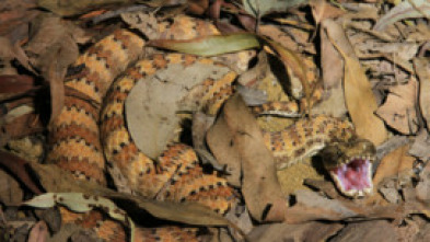 Imagen de Serpientes al acecho - 8