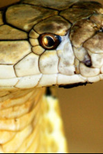 Imagen de Los secretos de la cobra real - 4