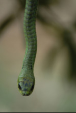 Imagen de El mundo secreto de...: Asia y Europa - 9