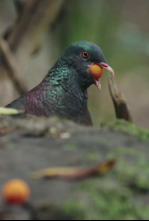 Imagen de Aves de canarias - 4