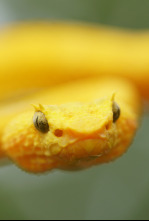 Imagen de Las serpientes más letales del mundo  - 5