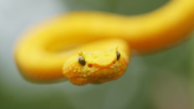 Imagen de Las serpientes más...: El Indo-Pacífico - 6