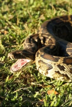 Imagen de La invasión de la pitón - 5