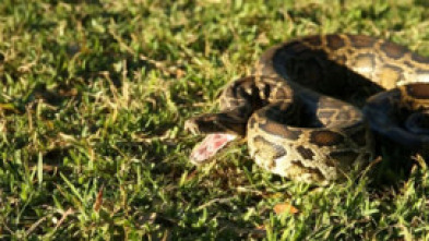 Imagen de La invasión de la pitón - 6