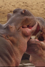 Imagen de Cuentos de Zambia: Chilema y su hermano - 6