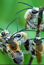 Imagen de Las hijas del sol  - 4