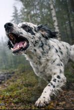 Imagen de Setters los guardianes del báltico Ep.1 - 4