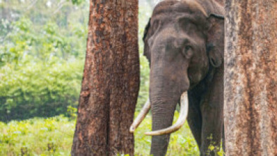 Imagen de Los secretos de los elefantes: Asia - 12